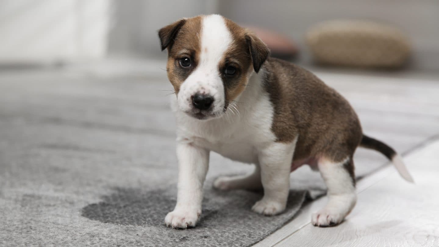 How to Get Pet Urine Out of Carpet (and Make the Smell Stay Gone)