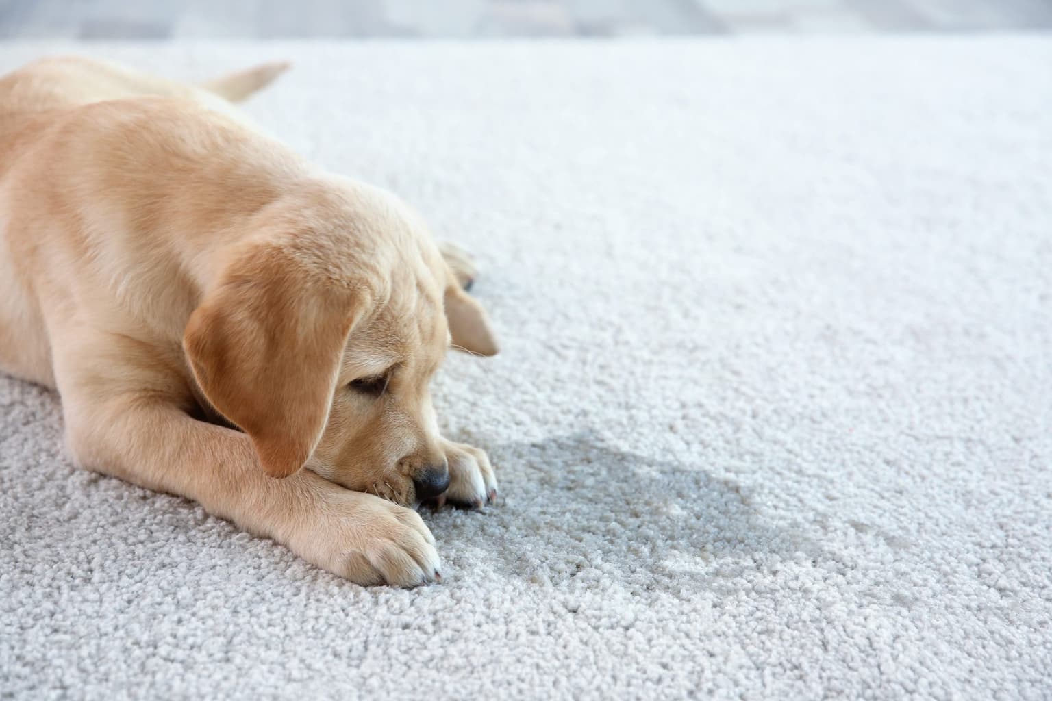 Pet Odor & Stain Removal in Lebanon TN